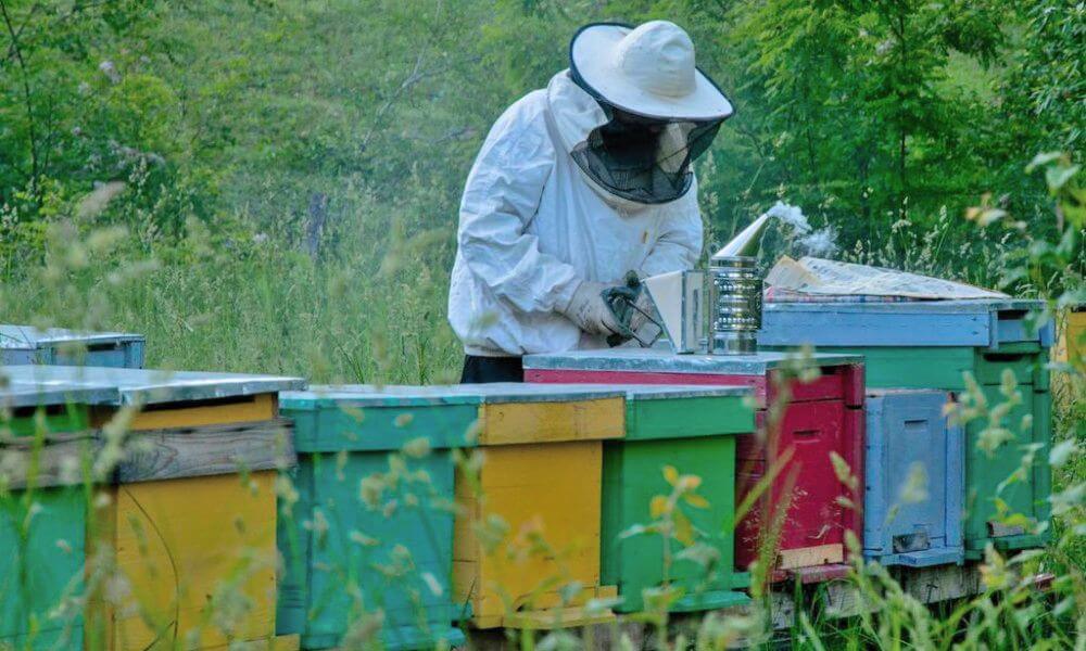imagenes cursos de apicultura en los carpatos de rumania
