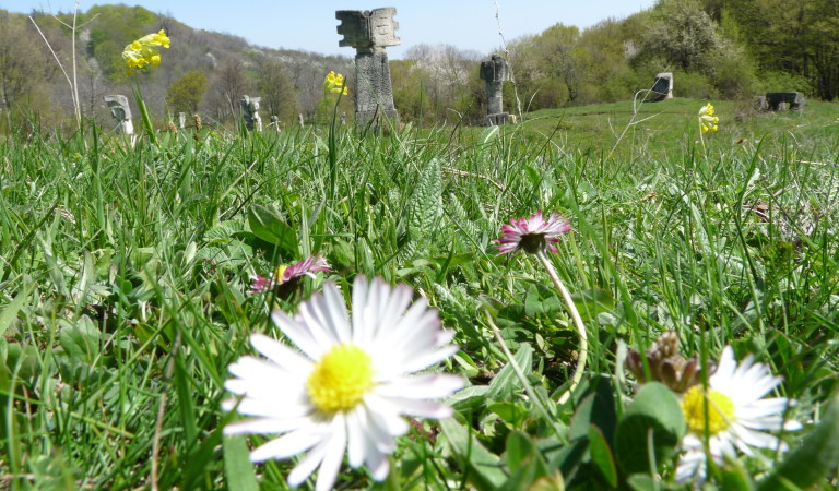 la flora en rumania